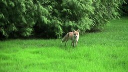 Смотреть Панический крик лисы