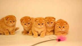 Пять солнечных котят