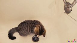 Смотреть Котёнок играет с водой