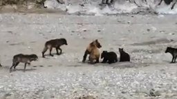Смотреть Медведица защищает медвежат от стаи волков