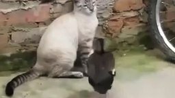 Утка прогоняет кота