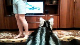 Кошка смотрит телевизор