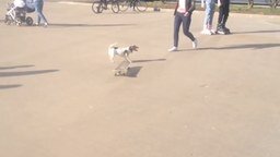 Собака учится катанию на скейте