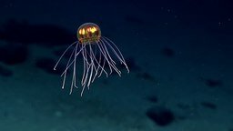 Смотреть Обнаружена новая медуза