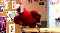 Смешные попугаи танцуют