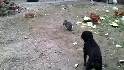 Смелый кролик гоняет ротвейлера