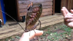 Удивительное насекомое
