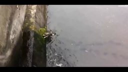 Спасли собаку из канала