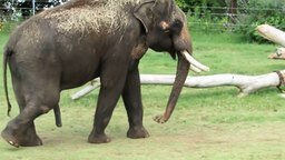 Смотреть Слон почесал свой живот