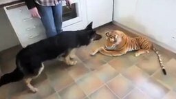 Смотреть Овчарка против игрушечного тигра