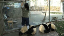 Панды-хулигашки
