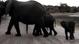 Слонёнок чихнул и испугался смеха