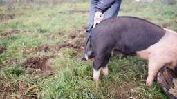 Смотреть Как выпрямить хвост у свиньи