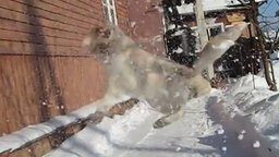 Смотреть Весёлый кот ловит снежки
