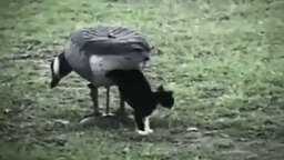 Птица рожает котёнка-подростка
