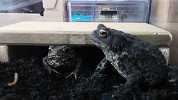 Смотреть Кормление домашних жаб