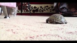 Смотреть Котёнок против черепахи