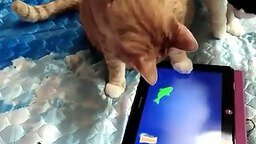 Смотреть Кот рыбачит на планшете