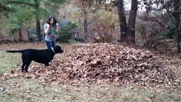 Смотреть Собаки против осенних листьев