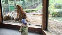 Смотреть Бой тигров в вольере