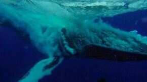 Захватывающий прыжок кита