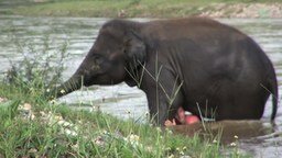 Смотреть Слон бросился на помощь тонущему человеку