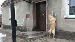 Пёс звонит в дверь