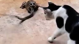 Змея против лягушки и кошки