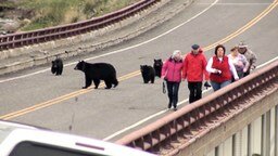 Смотреть Медведи гоняют туристов