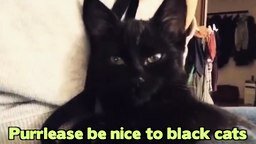 Смотреть Жизнь чёрных котов
