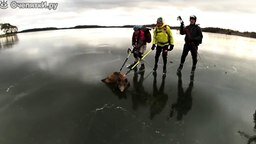 Смотреть Помогли кабану на льду