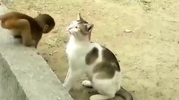 Обезьянки против кошек