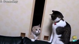 Смотреть Чудные кошки и коты