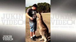 Удар в пах от кенгуру