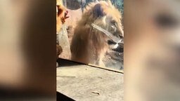 Смотреть Львы против ребёнка-львёнка