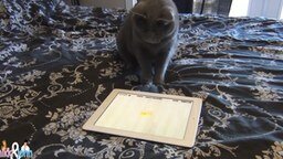 Смотреть Кот играет в игру на планшете