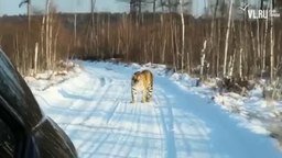 Смотреть Встретили тигра по дороге в деревню