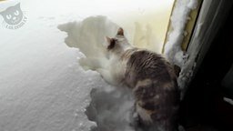Смотреть Кошки против снега и сугробов