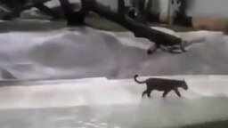 Смотреть Леопард поймал цаплю в зоопарке