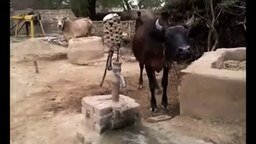 Корова добывает себе воду