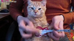Смотреть Прикольные видео с котами и кошками