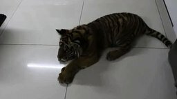 Смотреть Тигр знакомится с собакой