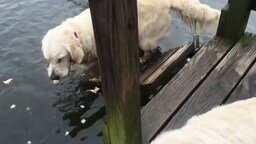 Смотреть Собака-рыболов