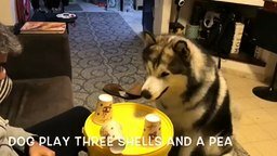 Смотреть Собака играет в стаканчики