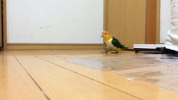 Смотреть Загадочное поведение попугая