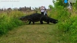 Смотреть Аллигатор-гигант