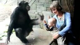 Смотреть Спокойный и ребёнок и обезьяна