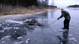 Смотреть Спасли лося, провалившегося под лёд
