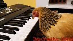 Курица-пианистка
