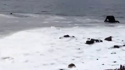Смотреть Вытащил из ледяной воды пса